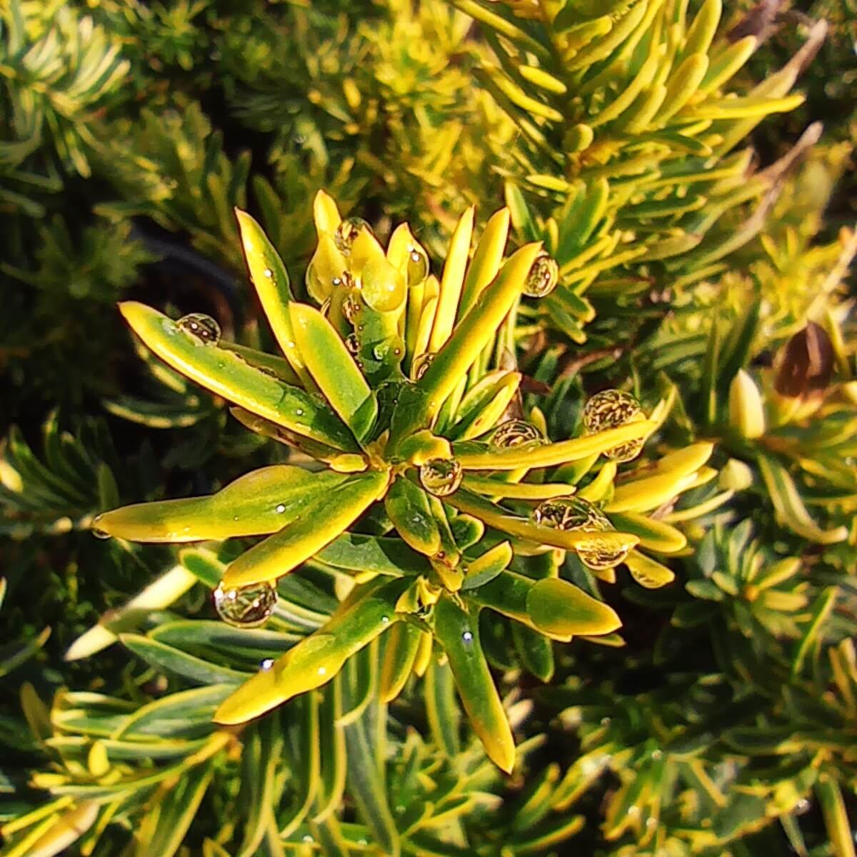 Taxus baccata 'Summergold' Arany terülő tiszafa